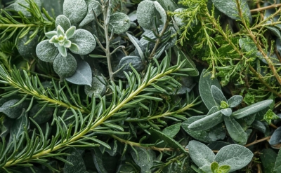 Cajuput Essential Oil